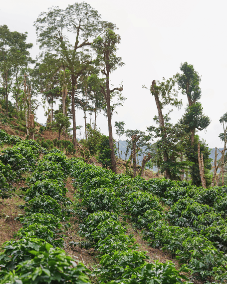 Filas de cafetales cultivados en agroforestería