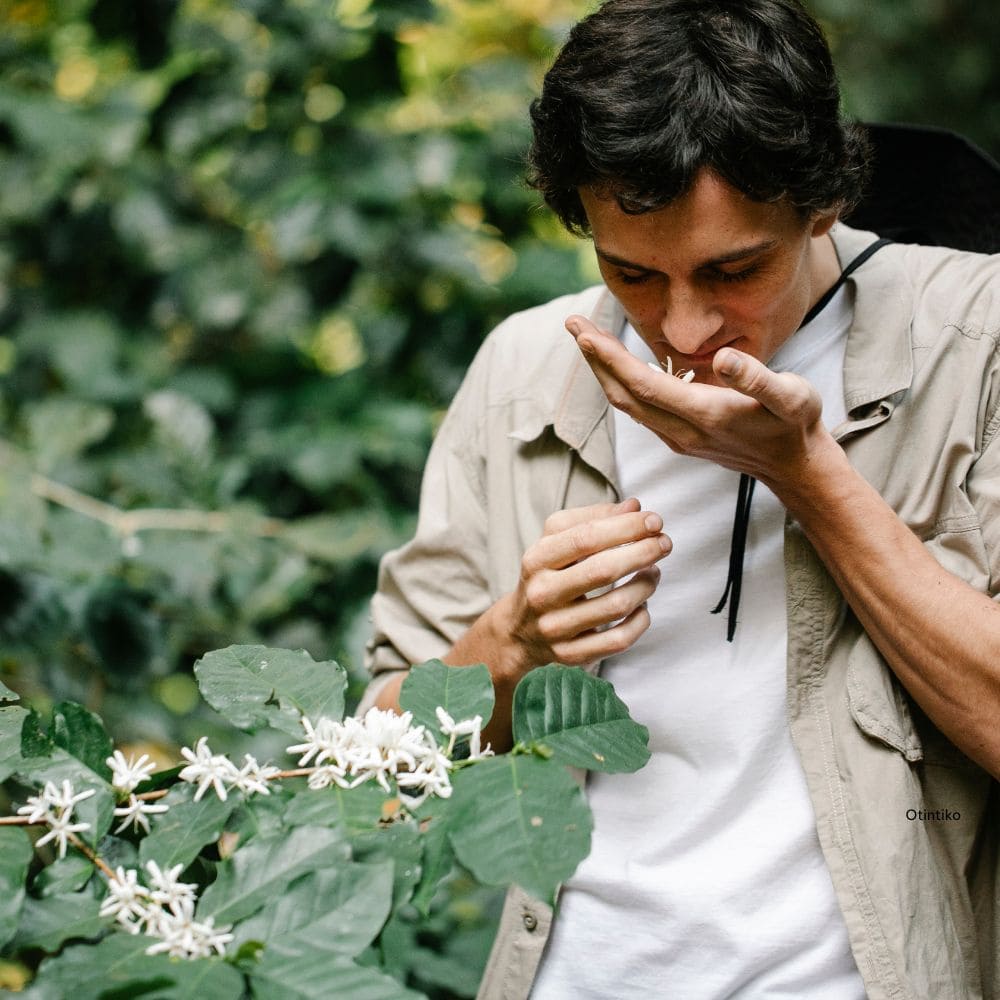 Caficultor oliendo la floración de las flores de café arábigo en una plantación.